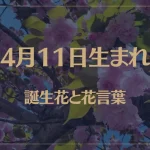 4月11日の誕生花と花言葉がコレ！性格や恋愛・仕事などの誕生日占いもご紹介！