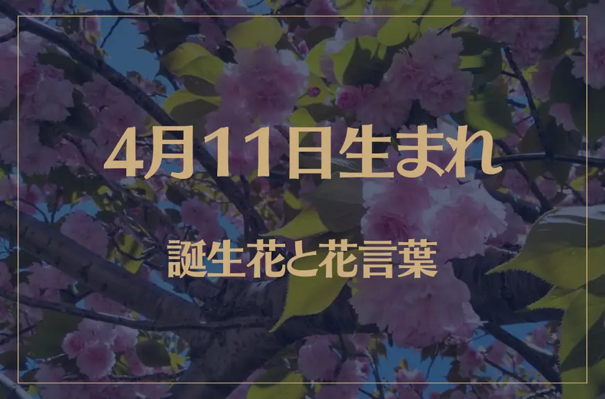 4月11日の誕生花と花言葉がコレ！性格や恋愛・仕事などの誕生日占いもご紹介！