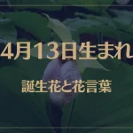 4月13日の誕生花と花言葉がコレ！性格や恋愛・仕事などの誕生日占いもご紹介！