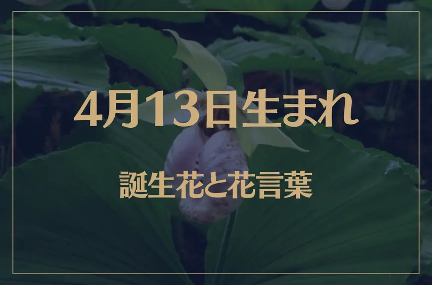 4月13日の誕生花と花言葉がコレ！性格や恋愛・仕事などの誕生日占いもご紹介！