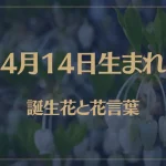 4月14日の誕生花と花言葉がコレ！性格や恋愛・仕事などの誕生日占いもご紹介！