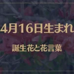4月16日の誕生花と花言葉がコレ！性格や恋愛・仕事などの誕生日占いもご紹介！