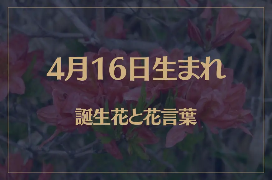 4月16日の誕生花と花言葉がコレ！性格や恋愛・仕事などの誕生日占いもご紹介！