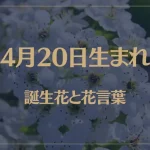 4月20日の誕生花と花言葉がコレ！性格や恋愛・仕事などの誕生日占いもご紹介！