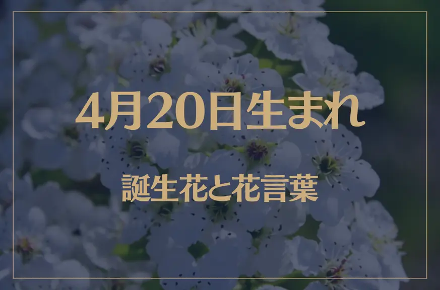 4月20日の誕生花と花言葉がコレ！性格や恋愛・仕事などの誕生日占いもご紹介！