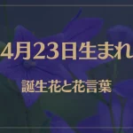 4月23日の誕生花と花言葉がコレ！性格や恋愛・仕事などの誕生日占いもご紹介！
