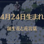 4月24日の誕生花と花言葉がコレ！性格や恋愛・仕事などの誕生日占いもご紹介！