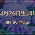 4月26日の誕生花と花言葉がコレ！性格や恋愛・仕事などの誕生日占いもご紹介！