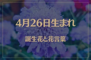 4月26日の誕生花と花言葉がコレ!性格や恋愛・仕事などの誕生日占いもご紹介!