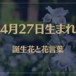 4月27日の誕生花と花言葉がコレ！性格や恋愛・仕事などの誕生日占いもご紹介！