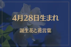 4月28日の誕生花と花言葉がコレ!性格や恋愛・仕事などの誕生日占いもご紹介!