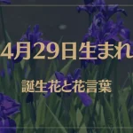 4月29日の誕生花と花言葉がコレ！性格や恋愛・仕事などの誕生日占いもご紹介！