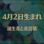 4月2日の誕生花と花言葉がコレ！性格や恋愛・仕事などの誕生日占いもご紹介！
