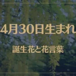 4月30日の誕生花と花言葉がコレ！性格や恋愛・仕事などの誕生日占いもご紹介！