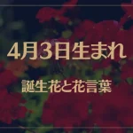 4月3日の誕生花と花言葉がコレ！性格や恋愛・仕事などの誕生日占いもご紹介！