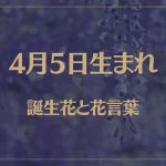 4月5日の誕生花と花言葉がコレ！性格や恋愛・仕事などの誕生日占いもご紹介！