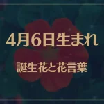 4月6日の誕生花と花言葉がコレ！性格や恋愛・仕事などの誕生日占いもご紹介！