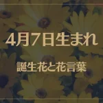 4月7日の誕生花と花言葉がコレ！性格や恋愛・仕事などの誕生日占いもご紹介！