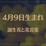 4月9日の誕生花と花言葉がコレ！性格や恋愛・仕事などの誕生日占いもご紹介！