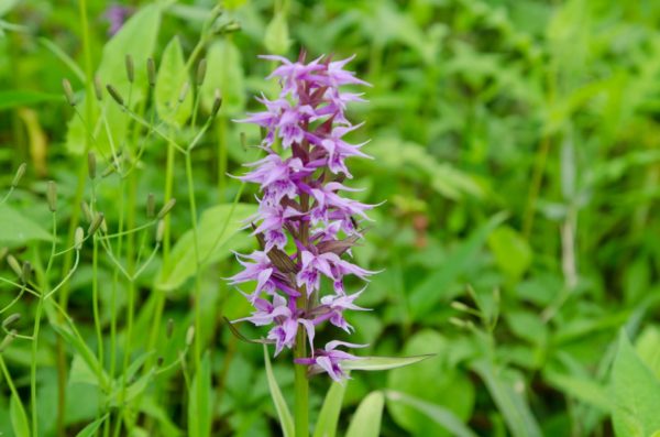 ハクサンチドリ