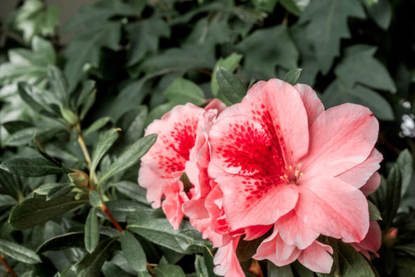 アザレアの種類