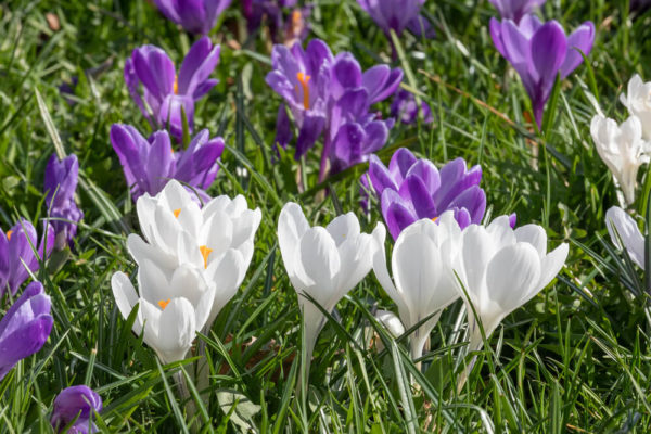 【種類と品種別】クロッカス