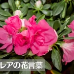 アザレアの花言葉は怖い？意味や由来、色別(赤・白)、英語名の花言葉もご紹介！