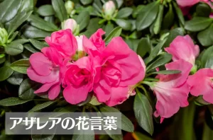 アザレアの花言葉は怖い？意味や由来、色別(赤・白)、英語名の花言葉もご紹介！