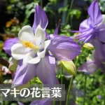 オダマキの花言葉は怖い？意味や由来、色別(紫・赤・白)、英語名の花言葉もご紹介！