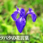 カキツバタ(燕子花・杜若)の花言葉は怖い?意味や由来、種類、英語名の花言葉もご紹介!