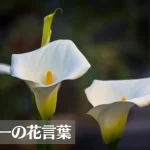 カラーの花言葉は怖い？意味や由来、色(白・ピンク・黄・紫)、種類別、英語名の花言葉もご紹介！