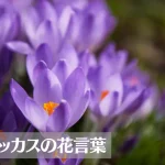 クロッカスの花言葉は怖い?意味や由来、色(紫・黄)、種類別、英語名の花言葉もご紹介!