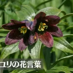 クロユリ(黒百合)の花言葉は怖い?意味や由来、種類、英語名などをご紹介!