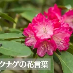 シャクナゲ(石楠花)の花言葉は怖い？意味や由来、種類、英語名の花言葉もご紹介！