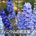 デルフィニウムの花言葉は怖い?意味や由来、色別(ピンク・青・紫・白)、英語名の花言葉もご紹介!