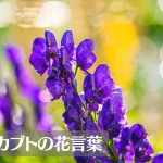 トリカブト(鳥兜)の花言葉は怖い？意味や由来、種類、英語名の花言葉もご紹介！