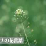 ナズナ（ぺんぺん草）の花言葉は怖い？意味や由来、種類別、英語名の花言葉もご紹介！