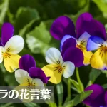 ビオラの花言葉は怖い?意味や由来、色別(白・黄・紫など)、英語名の花言葉もご紹介!