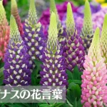 ルピナスの花言葉は怖い？意味や由来、色別(白・黄・赤・青など)、英語名の花言葉もご紹介！