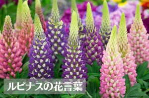 ルピナスの花言葉は怖い?意味や由来、色別(白・黄・赤・青など)、英語名の花言葉もご紹介!
