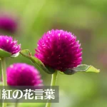 千日紅(センニチコウ)の花言葉は怖い?意味や由来、種類、英語名の花言葉もご紹介!