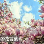 木蓮(モクレン)の花言葉は怖い?意味や由来、色別(紫・白)、英語名の花言葉もご紹介!