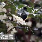 柊(ヒイラギ)の花言葉は怖い？意味や由来、種類、英語名の花言葉もご紹介！