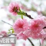 桃(モモ)の花言葉は怖い？意味や由来、色別、英語名の花言葉もご紹介！