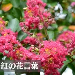 百日紅(サルスベリ)の花言葉は怖い？意味や由来、種類、英語名などをご紹介！