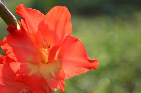 グラジオラスの種類