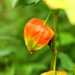 7月8日の誕生花と花言葉がコレ！性格や恋愛・仕事などの誕生日占いもご紹介！