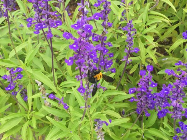 ブルーサルビア