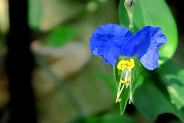 ツユクサ(露草)