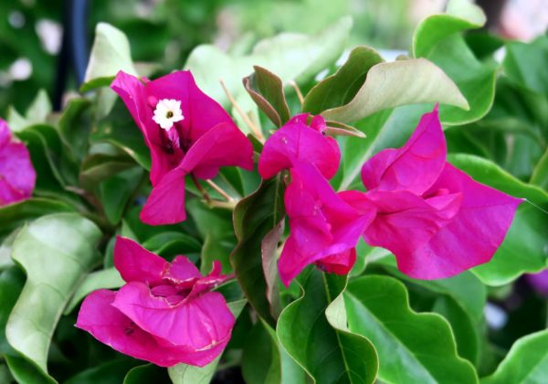 ブーゲンビリア